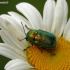 Pot Beetle - Cryptocephalus sericeus | Fotografijos autorius : Darius Baužys | © Macronature.eu | Macro photography web site