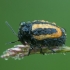 Pot Beetle - Cryptocephalus vittatus | Fotografijos autorius : Žilvinas Pūtys | © Macronature.eu | Macro photography web site