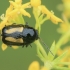 Pot Beetle - Cryptocephalus vittatus | Fotografijos autorius : Gintautas Steiblys | © Macronature.eu | Macro photography web site