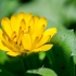 Pot Marigold | Calendula officinalis | Fotografijos autorius : Darius Baužys | © Macronature.eu | Macro photography web site