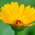 Pot marigold | Calendula officinalis | Fotografijos autorius : Darius Baužys | © Macronature.eu | Macro photography web site