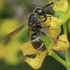 Potter Wasp - Euodynerus quadrifasciatus ♀ | Fotografijos autorius : Gintautas Steiblys | © Macronature.eu | Macro photography web site