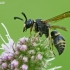 Potter Wasp - Euodynerus notatus | Fotografijos autorius : Gintautas Steiblys | © Macronature.eu | Macro photography web site