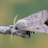 Gelsvasis ankstyvasis pelėdgalvis - Orthosia gracilis | Fotografijos autorius : Arūnas Eismantas | © Macronature.eu | Macro photography web site