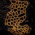 Pretzel slime mold - Hemitrichia serpula | Fotografijos autorius : Eglė Vičiuvienė | © Macronature.eu | Macro photography web site