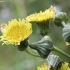 Prickly sowthistle - Sonchus asper | Fotografijos autorius : Vytautas Gluoksnis | © Macronature.eu | Macro photography web site