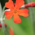 Primrose - Primula chungensis | Fotografijos autorius : Gintautas Steiblys | © Macrogamta.lt | Šis tinklapis priklauso bendruomenei kuri domisi makro fotografija ir fotografuoja gyvąjį makro pasaulį.