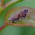 Privet leafhopper - Fieberiella florii  | Fotografijos autorius : Romas Ferenca | © Macronature.eu | Macro photography web site