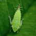 Privet leafhopper - Fieberiella florii, nymph | Fotografijos autorius : Vidas Brazauskas | © Macronature.eu | Macro photography web site