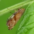 Privet leafhopper - Fieberiella florii | Fotografijos autorius : Vidas Brazauskas | © Macronature.eu | Macro photography web site