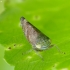 Privet leafhopper - Fieberiella florii | Fotografijos autorius : Vidas Brazauskas | © Macronature.eu | Macro photography web site