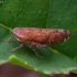 Privet leafhopper - Fieberiella florii | Fotografijos autorius : Romas Ferenca | © Macronature.eu | Macro photography web site