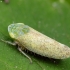 Privet leafhopper - Fieberiella florii | Fotografijos autorius : Vidas Brazauskas | © Macronature.eu | Macro photography web site