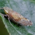 Privet leafhopper - Fieberiella florii | Fotografijos autorius : Romas Ferenca | © Macronature.eu | Macro photography web site