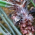 Pušinis žabinukas - Pogonocherus decoratus | Fotografijos autorius : Vitalii Alekseev | © Macrogamta.lt | Šis tinklapis priklauso bendruomenei kuri domisi makro fotografija ir fotografuoja gyvąjį makro pasaulį.