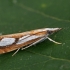 Pušyninis samaninukas - Catoptria pinella | Fotografijos autorius : Gintautas Steiblys | © Macrogamta.lt | Šis tinklapis priklauso bendruomenei kuri domisi makro fotografija ir fotografuoja gyvąjį makro pasaulį.