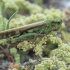 Puissant's Green-winged Grasshopper - Aiolopus puissanti | Fotografijos autorius : Gintautas Steiblys | © Macronature.eu | Macro photography web site