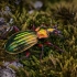 Puošniažygis - Carabus auronitens auronitens | Fotografijos autorius : Eugenijus Kavaliauskas | © Macrogamta.lt | Šis tinklapis priklauso bendruomenei kuri domisi makro fotografija ir fotografuoja gyvąjį makro pasaulį.