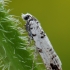 Puošnioji eukosma - Eucosma campoliliana | Fotografijos autorius : Arūnas Eismantas | © Macrogamta.lt | Šis tinklapis priklauso bendruomenei kuri domisi makro fotografija ir fotografuoja gyvąjį makro pasaulį.