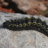Puošnioji meškutė - Callimorpha dominula, vikšras | Fotografijos autorius : Vytautas Gluoksnis | © Macrogamta.lt | Šis tinklapis priklauso bendruomenei kuri domisi makro fotografija ir fotografuoja gyvąjį makro pasaulį.