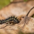 Puošnioji meškutė - Callimorpha dominula | Fotografijos autorius : Zita Gasiūnaitė | © Macrogamta.lt | Šis tinklapis priklauso bendruomenei kuri domisi makro fotografija ir fotografuoja gyvąjį makro pasaulį.