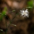 Smiltyninis gvazdikas - Dianthus arenarius | Fotografijos autorius : Saulius Drazdauskas | © Macrogamta.lt | Šis tinklapis priklauso bendruomenei kuri domisi makro fotografija ir fotografuoja gyvąjį makro pasaulį.