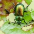 Rūgštyninis rūgtinukas | Green dock leaf beetle | Gastrophysa viridula  | Fotografijos autorius : Darius Baužys | © Macrogamta.lt | Šis tinklapis priklauso bendruomenei kuri domisi makro fotografija ir fotografuoja gyvąjį makro pasaulį.