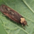 Purple Carrot-seed Moth - Depressaria depressana | Fotografijos autorius : Gintautas Steiblys | © Macronature.eu | Macro photography web site