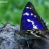 Purple Emperor - Apatura iris  | Fotografijos autorius : Gintautas Steiblys | © Macronature.eu | Macro photography web site