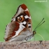 Purple Emperor - Apatura iris | Fotografijos autorius : Arūnas Eismantas | © Macronature.eu | Macro photography web site