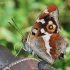 Purple Emperor - Apatura iris | Fotografijos autorius : Arūnas Eismantas | © Macronature.eu | Macro photography web site