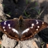 Purple Emperor - Apatura iris | Fotografijos autorius : Ramunė Vakarė | © Macronature.eu | Macro photography web site