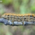 Purpurinė meškutė - Rhyparia purpurata, vikšras | Fotografijos autorius : Darius Baužys | © Macronature.eu | Macro photography web site