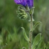Purple viper's-bugloss - Echium plantagineum | Fotografijos autorius : Gintautas Steiblys | © Macronature.eu | Macro photography web site