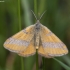 Šviesusis raudonsprindis - Lythria cruentaria ♂ | Fotografijos autorius : Žilvinas Pūtys | © Macronature.eu | Macro photography web site