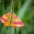 Purple-barred Yellow - Lythria cruentaria  | Fotografijos autorius : Oskaras Venckus | © Macronature.eu | Macro photography web site