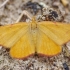 Purple-barred Yellow - Lythria cruentaria | Fotografijos autorius : Deividas Makavičius | © Macronature.eu | Macro photography web site