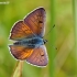 Čiobrelinis auksinukas - Lycaena alciphron | Fotografijos autorius : Deividas Makavičius | © Macronature.eu | Macro photography web site