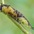 Puss Moth - Cerura vinula, caterpillar | Fotografijos autorius : Gintautas Steiblys | © Macronature.eu | Macro photography web site