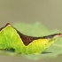 Puss Moth - Cerura vinula, caterpillar | Fotografijos autorius : Gediminas Gražulevičius | © Macronature.eu | Macro photography web site