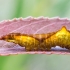 Puss Moth - Cerura vinula, caterpillar | Fotografijos autorius : Oskaras Venckus | © Macronature.eu | Macro photography web site