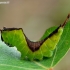 Puss Moth - Cerura vinula, caterpillar | Fotografijos autorius : Romas Ferenca | © Macronature.eu | Macro photography web site