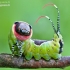 Puss Moth - Cerura vinula, caterpillar | Fotografijos autorius : Lukas Jonaitis | © Macronature.eu | Macro photography web site