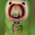 Puss Moth - Cerura vinula, caterpillar | Fotografijos autorius : Lukas Jonaitis | © Macronature.eu | Macro photography web site