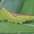 Puss Moth - Cerura vinula, caterpillar | Fotografijos autorius : Gintautas Steiblys | © Macronature.eu | Macro photography web site