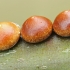 Puss Moth - Cerura vinula, eggs | Fotografijos autorius : Gintautas Steiblys | © Macronature.eu | Macro photography web site