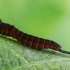 Puss Moth - Cerura vinula, young caterpillar | Fotografijos autorius : Oskaras Venckus | © Macronature.eu | Macro photography web site