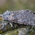 Puss Moth - Cerura vinula | Fotografijos autorius : Žilvinas Pūtys | © Macronature.eu | Macro photography web site