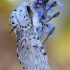 Puss Moth - Cerura vinula | Fotografijos autorius : Arūnas Eismantas | © Macronature.eu | Macro photography web site