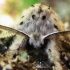 Puss Moth - Cerura vinula | Fotografijos autorius : Rasa Gražulevičiūtė | © Macronature.eu | Macro photography web site